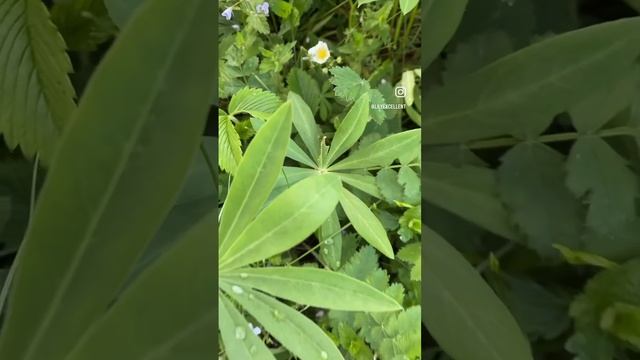 #доммилыйдом #тверскаяобласть #деревняволосково #shorts смотреть онлайн