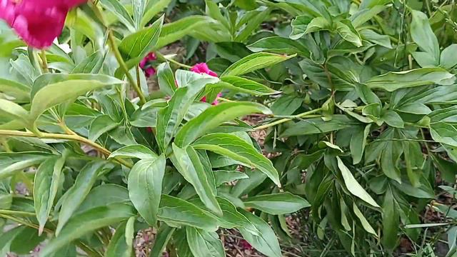 півонія сворд денс peaonia peony sword dance смотреть онлайн