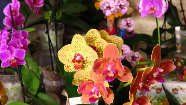 Орхидея Chia E Yenlin и новые цветочки!!!!! смотреть онлайн