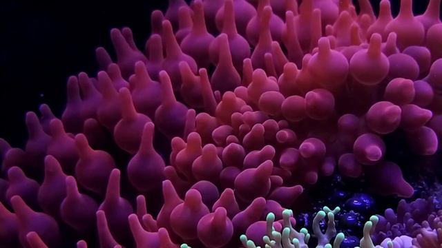 Błazenki i ukwiał piękna symbioza #nemo #nemofish #reeffish #akwarystyka смотреть онлайн