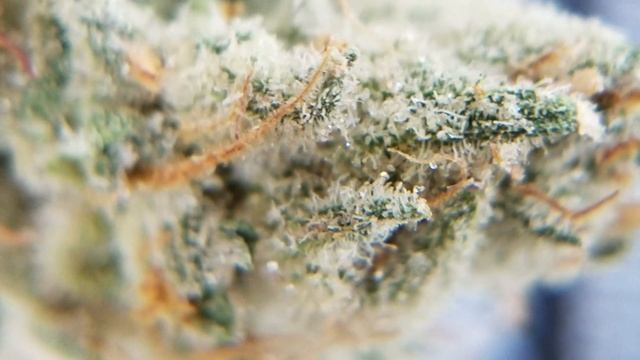 SUNDAE DRIVER #10 JUNGLE BOYS CALIFORNIA FLAVOR смотреть онлайн