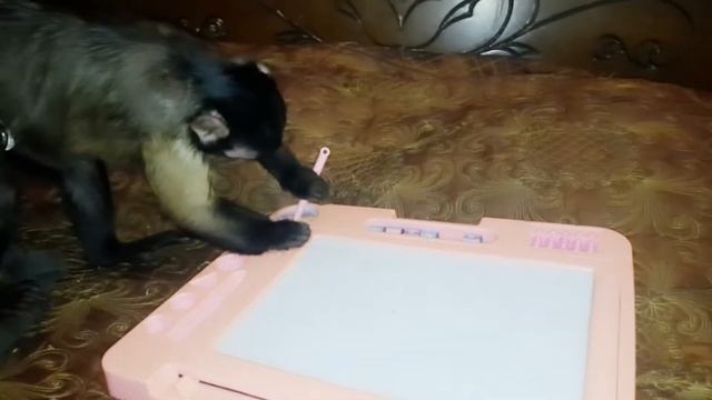 Развитие и воспитание маленькой домашней обезьянки Алексы смотреть онлайн