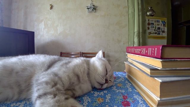 Влог. Кот и медитация. #cat #кот #влог смотреть онлайн