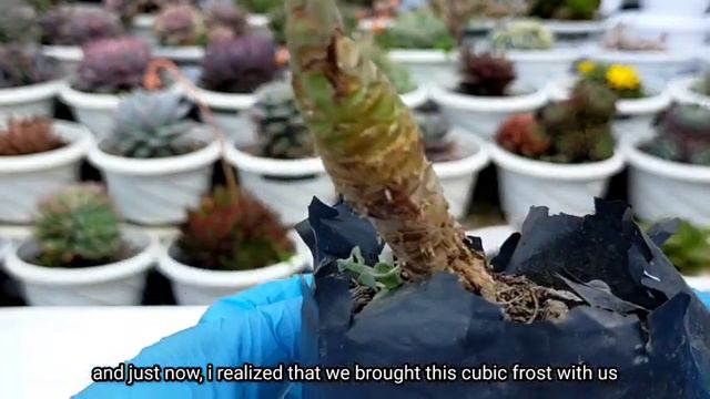 Our Succulents growing in the lowland (Pangasinan) • Buhay pa sila 다육식물 | 多肉植物 | Suculentas смотреть онлайн