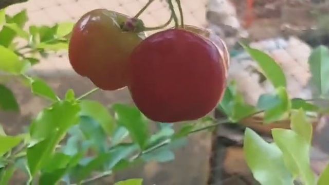 Cherry in my garden/fruits and vegetables: growing at home garden/Cherry harvesting??? смотреть онлайн