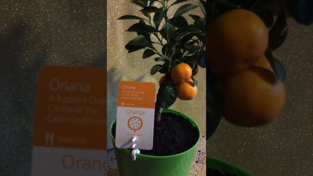 Каламондин. Цитрусовые в доме смотреть онлайн