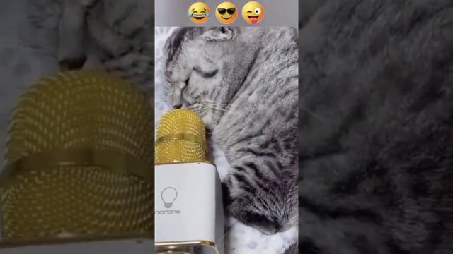 наши любимые домашние животные ,кошки смотреть онлайн
