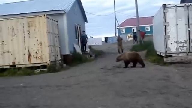 Камчатка. Медведи и люди 1 смотреть онлайн