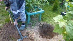 Как быстро  посадить яблоню с закрытой корневой системой.