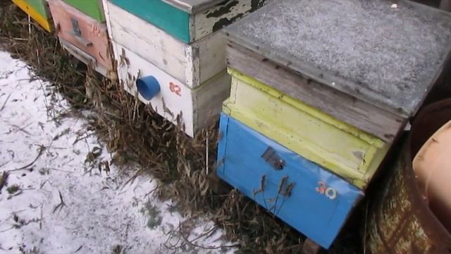 весенняя обработка пчел от клеща Варроа , особенности обработки.mp4 смотреть онлайн