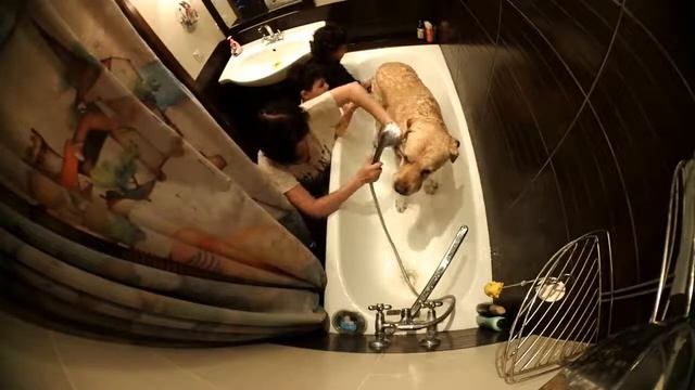 КУПАЕМ ЛАБРАДОРА в ВАННОЙ. BATHE a LABRADOR in the BATHROOM. смотреть онлайн