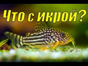 Что случилось с икрой сомика коридораса Штерба?