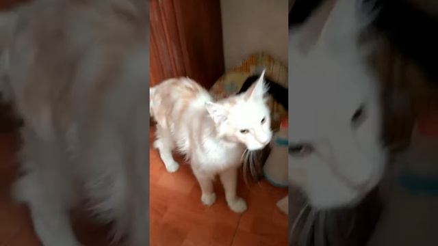 Была у зайчика избушка лубяная, а у лисы ледяная... ? смотреть онлайн