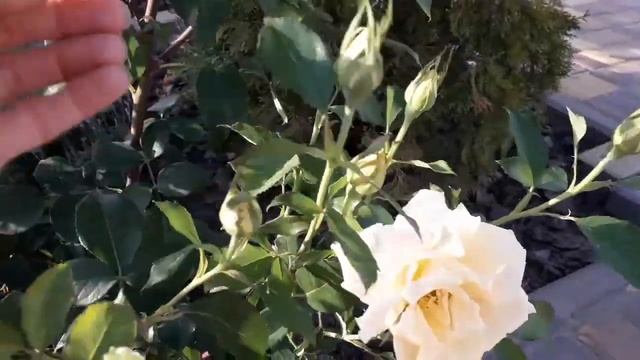 Желтая роза сорта" Голден Моника ". "Golden Monika" rose . смотреть онлайн