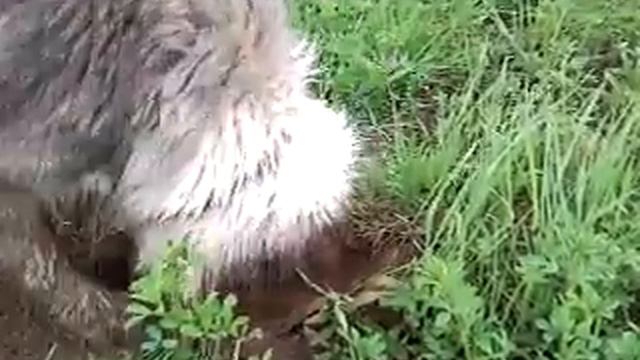 Персик в поле смотреть онлайн