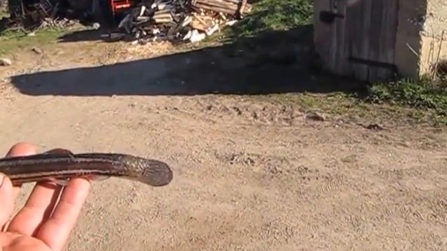 Рыбалка.Вьюн смотреть онлайн