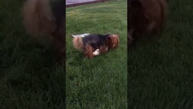 Волосатый карп смотреть онлайн