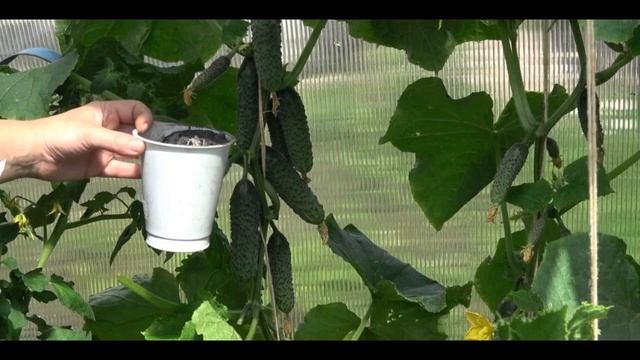 Подкормка огурцов после пересадки в грунт, когда и чем удобрять смотреть онлайн