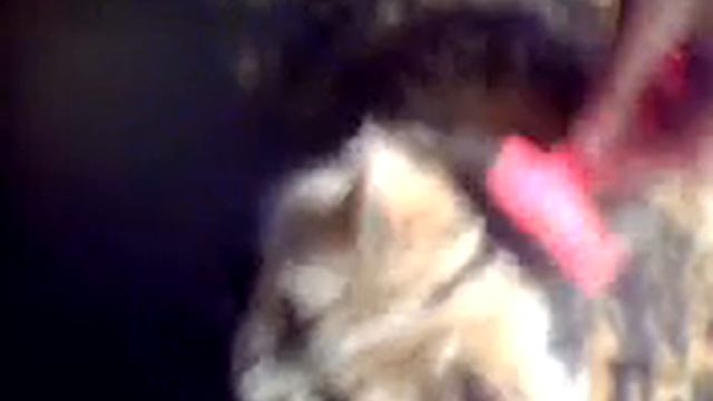 Котёнок и чесалка.3gp смотреть онлайн