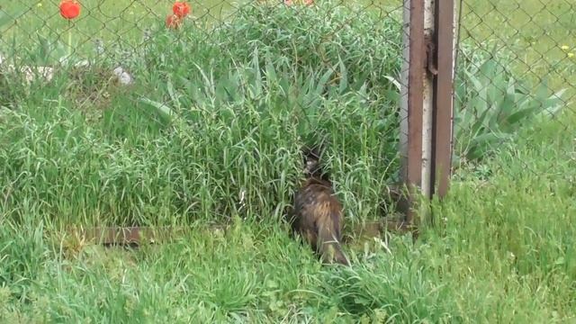 Жизнь дворовых котов. Какая она? смотреть онлайн