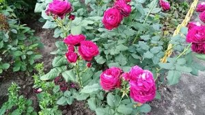 роза Астрид граф фон Харденберг в 2020г.