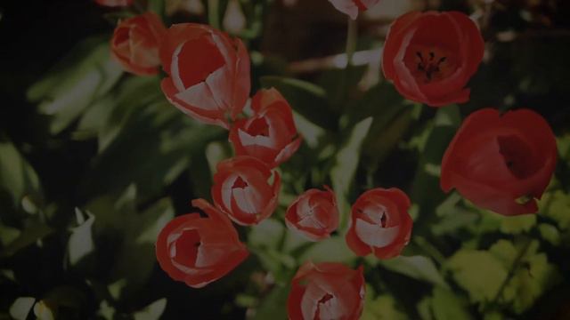 ❤️ Guided Sleep Meditation ~ Male Voice ~ RESTFUL GARDEN ~ 2022