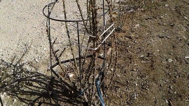Обрезка -формирование высокого куста в кустодержателе смотреть онлайн