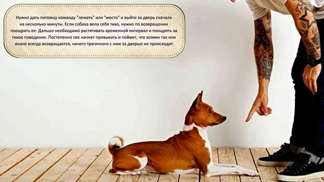 Почему собака воет В чем причина и что делать Why is the dog howling, what is the reason смотреть онлайн