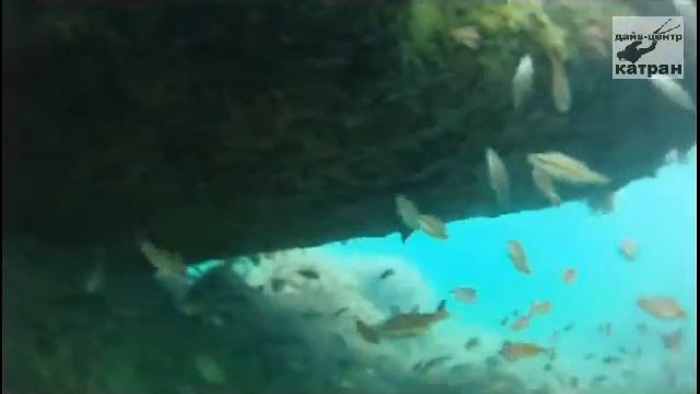 Дайвинг в Архипо-Осиповке .GoPro1-камера Скат.avi смотреть онлайн