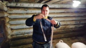 Вес поросят в 7 месяцев. Поросята породы Ландрас.