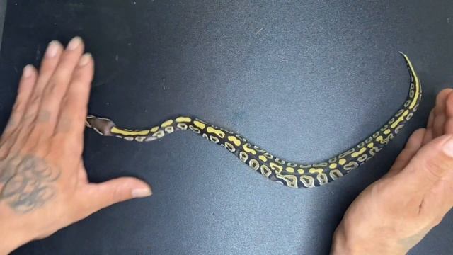 Ball Python Update on Clutch #3 (Purple Passion x Ultramel) смотреть онлайн
