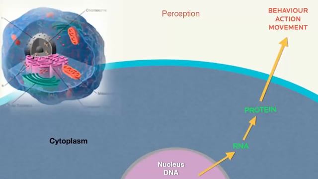 Введение в Генные Ключи - Ричард Радд смотреть онлайн