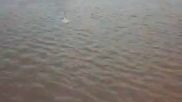 Эко мини эксперт смотреть онлайн