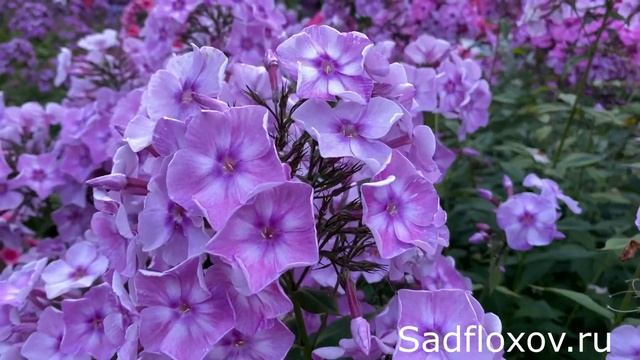 Флокс Абрамцевское Кружево селекции Юрия Репрева вечером смотреть онлайн