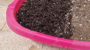 пролив грунта кипятком - как и для чего это делается