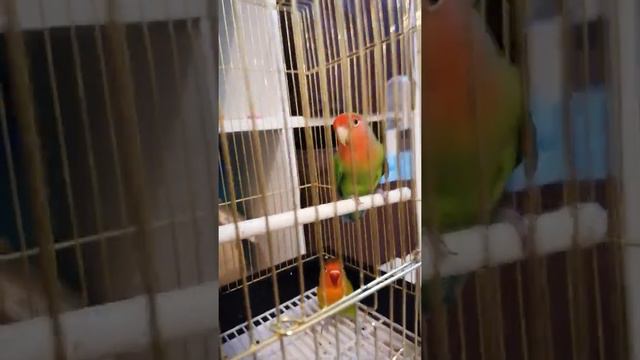 это самое первое видео в моем канале, я очень рад и даже прыгаю до потолка. 😘 смотреть онлайн