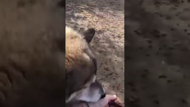 У Пуха на передержке своя веранда и личный диван 😁 смотреть онлайн