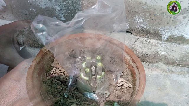 Adenium Plant Multiple Grafting | Desert Rose Plant Grafting Care смотреть онлайн