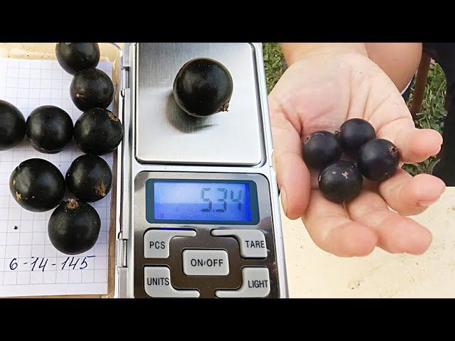 Самая крупная смородина. Взвешиваем сорта СМОРОДИНЫ с ГИГАНТСКОЙ ЯГОДОЙ. Такого мы ещё не видели! смотреть онлайн