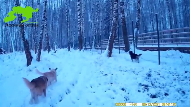 Бродячие собаки охотятся на оленей в НП "Лосиный остров" 13.12.21г смотреть онлайн