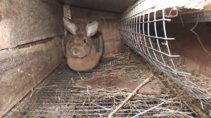 Крольчиха зажирела и не идёт в случку Причина Какой выход из данной ситуации
