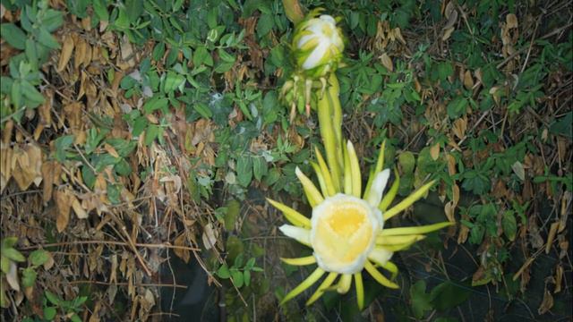 Conesas Cactus смотреть онлайн