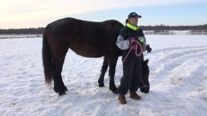 Какую лошадь я хочу воспитать?