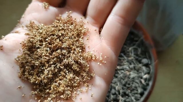 Проверяю всхожесть амаранта смотреть онлайн