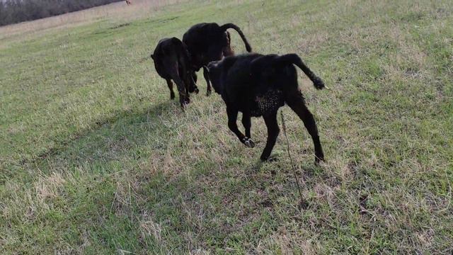 Телята в первый раз в степи смотреть онлайн