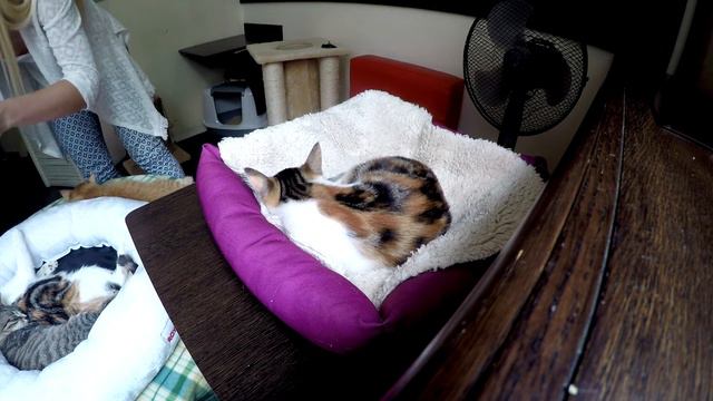 Cute cats or How to be a kitten | Funny sweet cats | Смешные коты и кошки 2017 смотреть онлайн