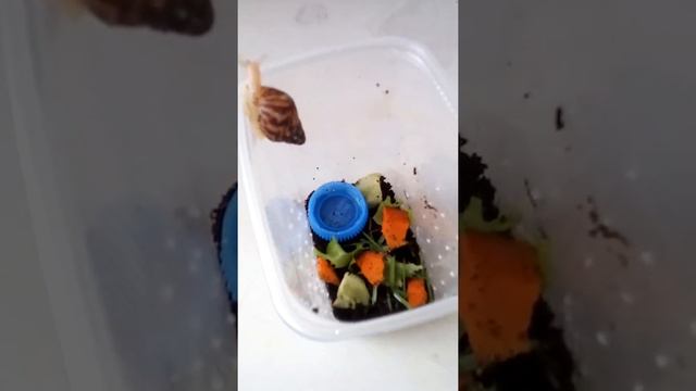 У меня появилась улитка ахатина что ей нужно 1 часть смотреть онлайн