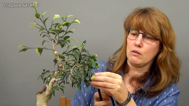 Бонсай из взрослого фикуса Бенджамина (ч.2). смотреть онлайн