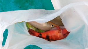 Морская рыбалка в Нячанге