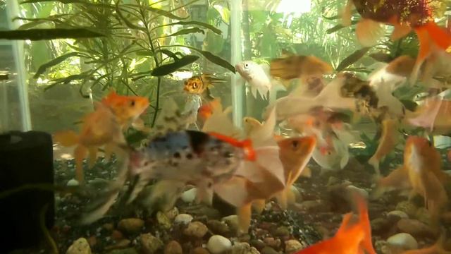 Gold fishes on a beautyfull aquarium... смотреть онлайн